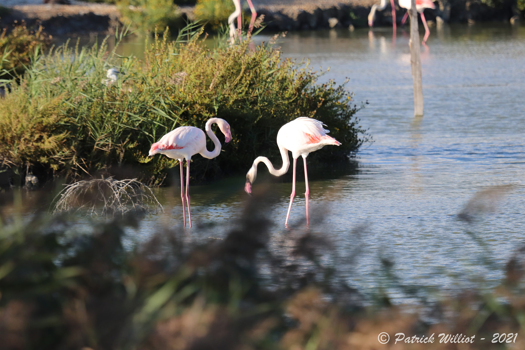 Parc ornithologique de Pont de Gau